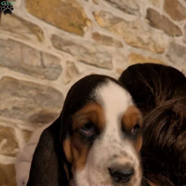 Kim, Basset Hound Puppy