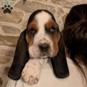 Kim, Basset Hound Puppy