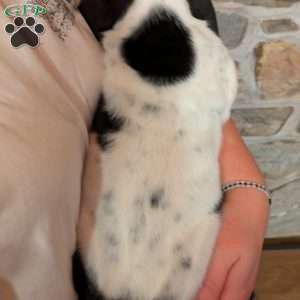 Kim, Basset Hound Puppy