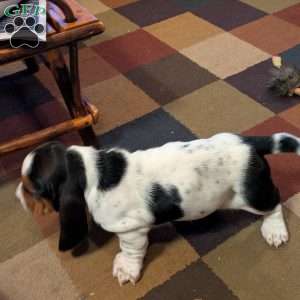 Kim, Basset Hound Puppy