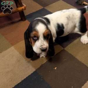 Kim, Basset Hound Puppy