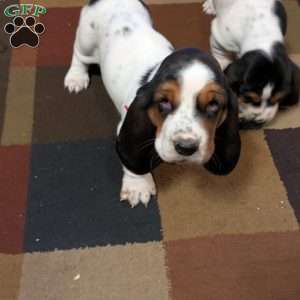 Kim, Basset Hound Puppy