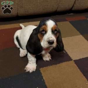 Kim, Basset Hound Puppy