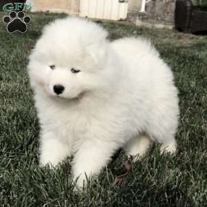 Ava, Samoyed Puppy