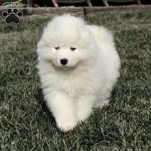 Ava, Samoyed Puppy