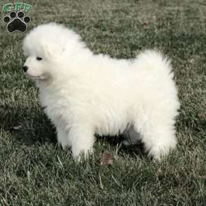 Ava, Samoyed Puppy