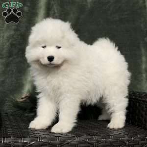 Ava, Samoyed Puppy