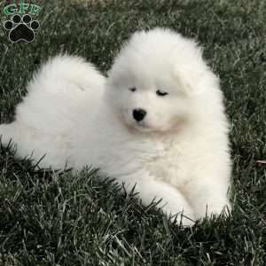 Ava, Samoyed Puppy