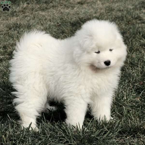 Ava, Samoyed Puppy