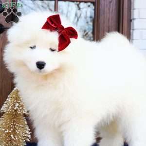 Ava, Samoyed Puppy