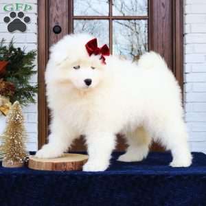 Ava, Samoyed Puppy
