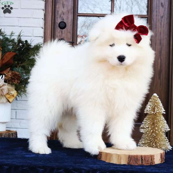 Ava, Samoyed Puppy