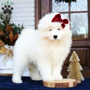 Ava, Samoyed Puppy