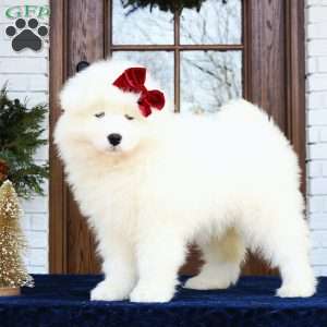 Ava, Samoyed Puppy