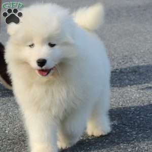 Ava, Samoyed Puppy
