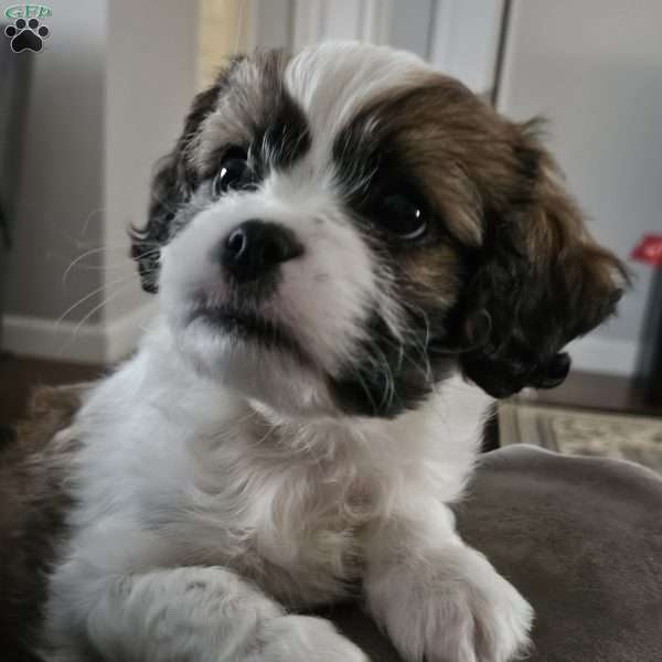 Biscuit, Forever Puppy