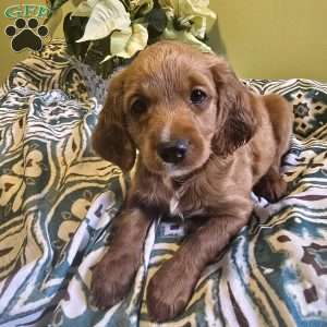 Levy, Cockapoo Puppy