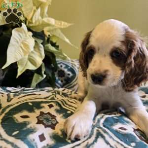 Storm, Cockapoo Puppy