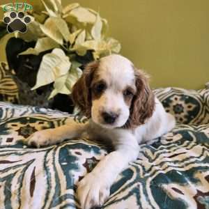 Storm, Cockapoo Puppy