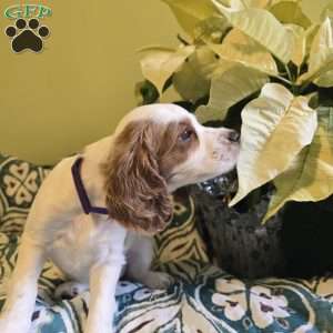 Storm, Cockapoo Puppy