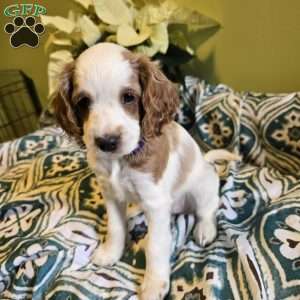 Storm, Cockapoo Puppy