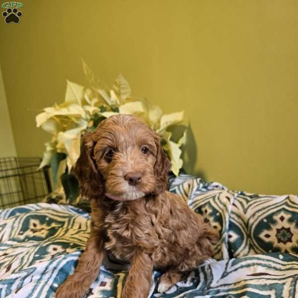 Sasha, Cockapoo Puppy