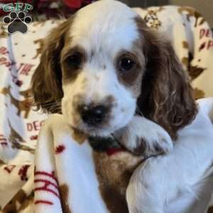 Storm, Cockapoo Puppy
