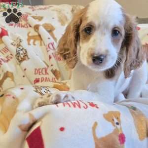 Storm, Cockapoo Puppy