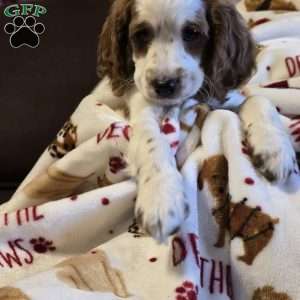 Storm, Cockapoo Puppy