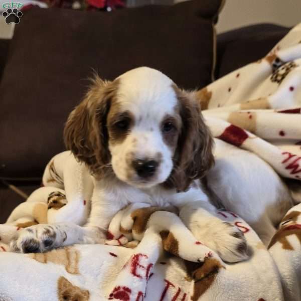 Storm, Cockapoo Puppy