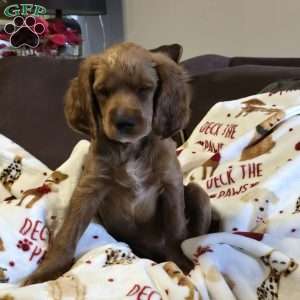 Levy, Cockapoo Puppy