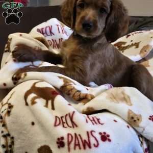 Levy, Cockapoo Puppy