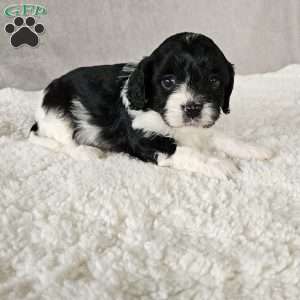 Shelby, Cavapoo Puppy