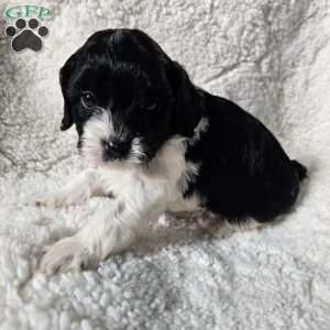 Shelby, Cavapoo Puppy