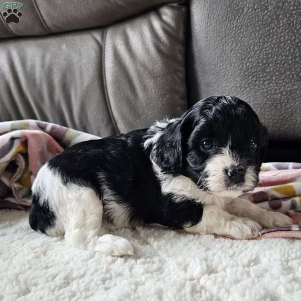Shelby, Cavapoo Puppy