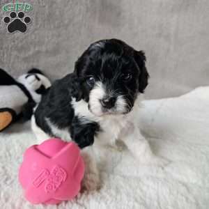 Shelby, Cavapoo Puppy