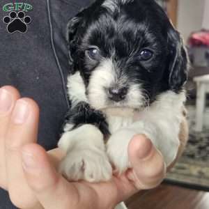 Shelby, Cavapoo Puppy
