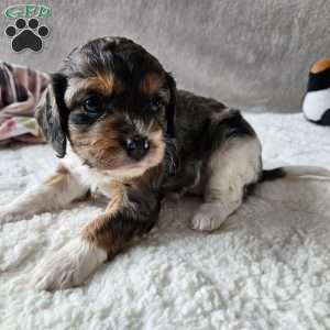 Rosie, Cavapoo Puppy