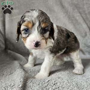 Corey, Cavapoo Puppy