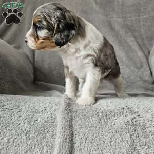 Corey, Cavapoo Puppy