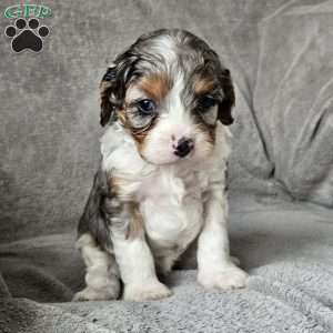 Corey, Cavapoo Puppy