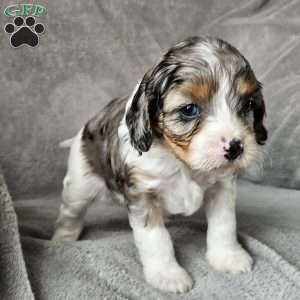 Corey, Cavapoo Puppy