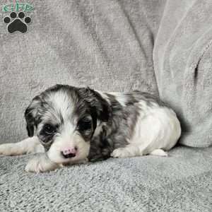 Russell, Cavapoo Puppy