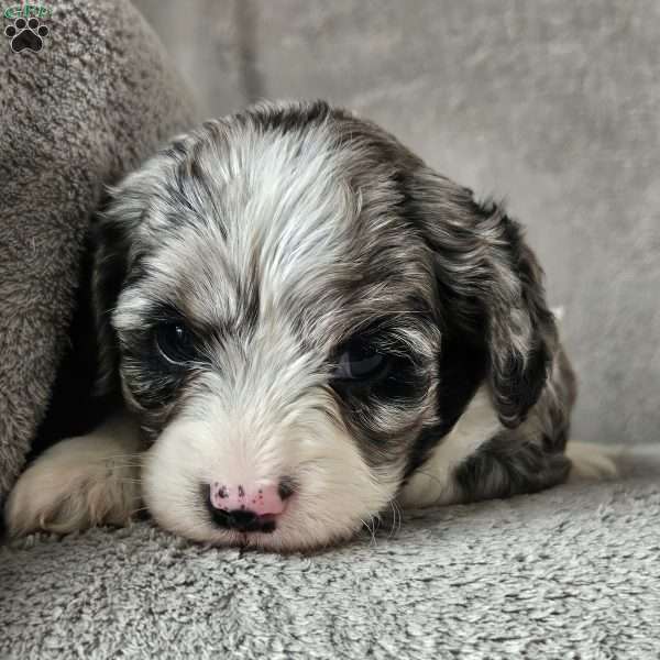 Russell, Cavapoo Puppy