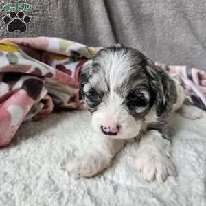 Russell, Cavapoo Puppy