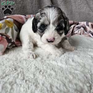 Russell, Cavapoo Puppy