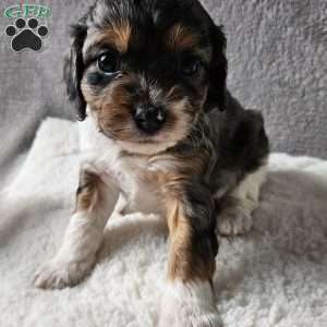 Rosie, Cavapoo Puppy