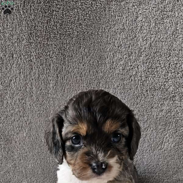 Rosie, Cavapoo Puppy