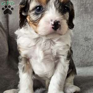 Corey, Cavapoo Puppy