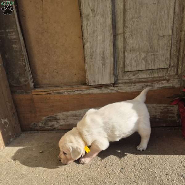 Honey, English Cream Golden Retriever Puppy